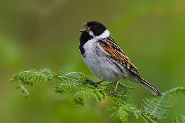 Common Reed Bunting (Emberiza schoeniclus) male singing, Greater London, United Kingdom