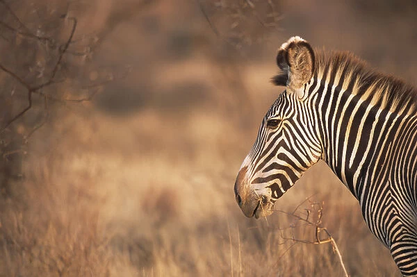 GrevyAs zebra (Equus grevyi) profile, Kenya, Samburu National Reserve