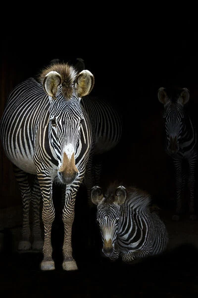 GrevyAs Zebras (Equus grevyi) mother standing in the dark in the stable entrance with