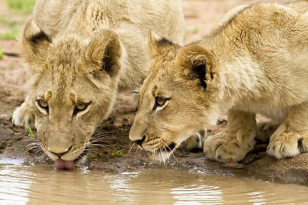 Lion (Panthera leo) cubs drinking at waterpool, south Africa, Hoedspruit, Kruger Park