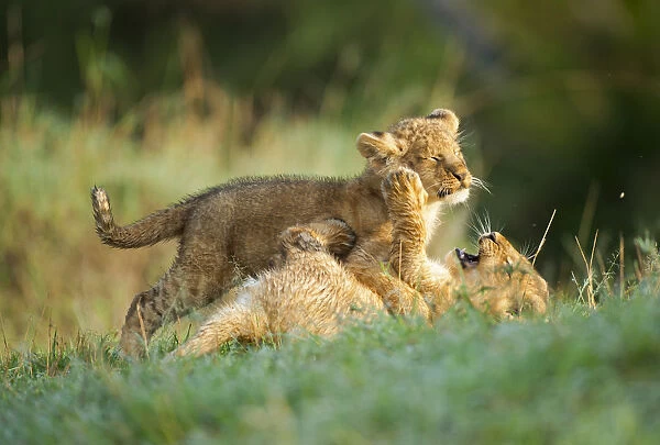 Two lion (Panthera leo) cubs playing in green grass during early morning, Kenya