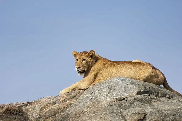 Lion (Panthera leo) female relaxing on a rock