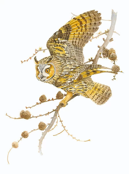 Long-eared Owl (Asio otus) in a European Larch (Larix decidua) ready for take off