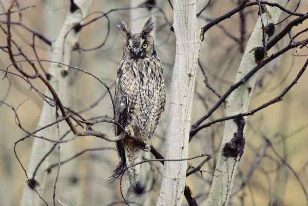 Long-eared Owl (Asio otus) perching in a tree, circumpolar species, British Columbia