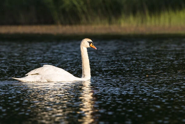 Mute swan (Cygnus olor) on lake, Tartu region, Estonia, Tartu region, Estonia