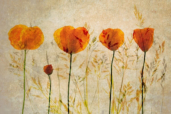 Photographic impression of Red Poppy flowers