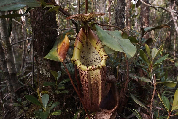 Pitcher Plant (Nepenthes sp) pitcher, Malaysia