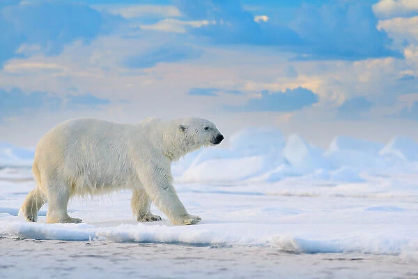 Polar Bear (Ursus maritimus) adult on snowy drift ice, Canada