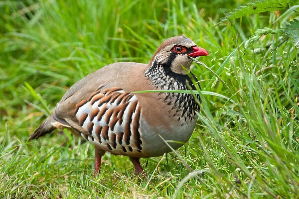 Red-legged Partridge (Alectoris rufa) foraging in the grass, Yorkshire Dales National Park