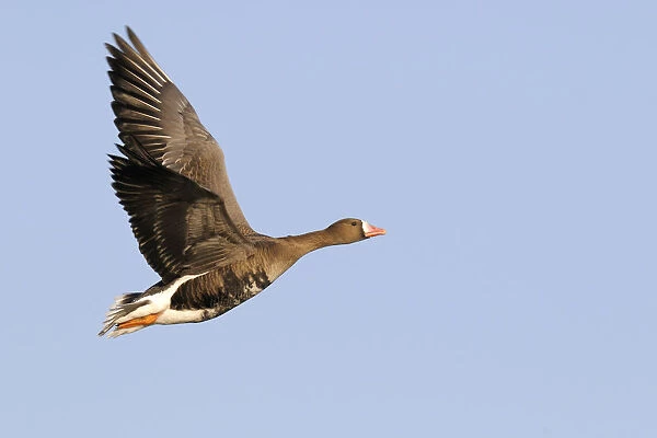 White-fronted Goose (Anser albifrons) flying, Texel, Noord-Holland, The Netherlands