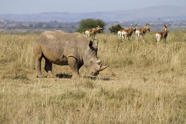 White Rhinocerous (Ceratohtherium simum) on outskirts of Nairobi with Hartebeast