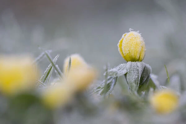 Winter Aconite (Eranthis hyemalis) flowering in frost, The Netherlands, Noord-Holland
