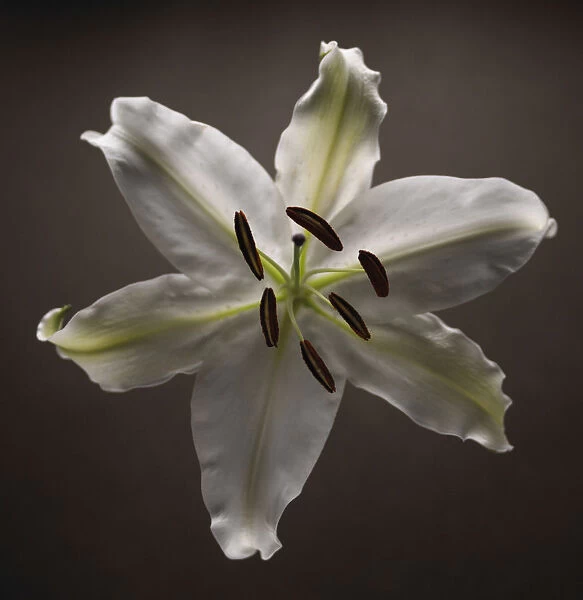 AKC_0076. Lilium. Lily - Oriental lily. Black & white. Black b / g