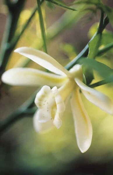 CS_1412. Vanilla planifolia. Vanilla. Cream subject