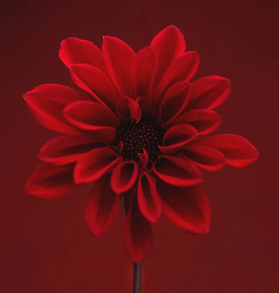 Dahlia, red flower shot against similar colour backgound