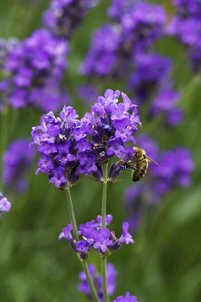 EJT_0085. Lavandula augustifolia. Lavender. Purple subject