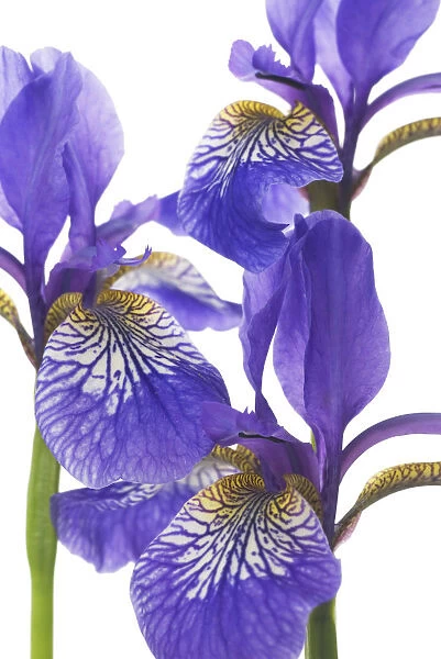 FL_0071. Iris sibirica Percys Blue. Iris. Blue subject. White b / g