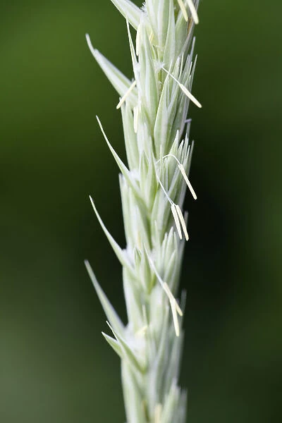 GP_0660. Elymus arenarius. Lyme grass. Green subject. Green background