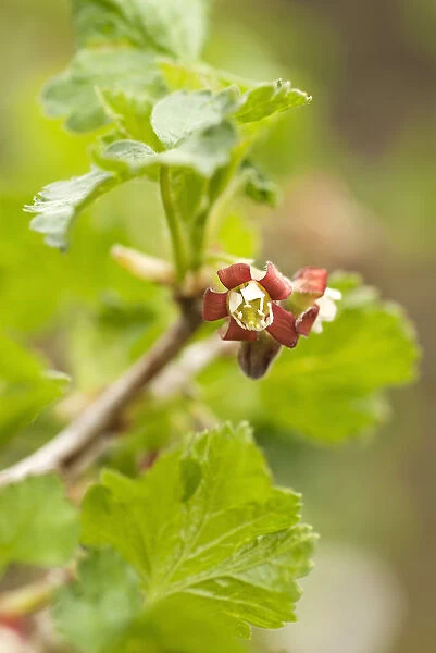 Jostaberry, Ribes x nidigrolaria