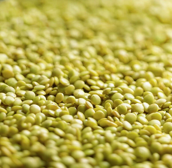 Lentil, Lens culinaris, A mass of yellow split lentils