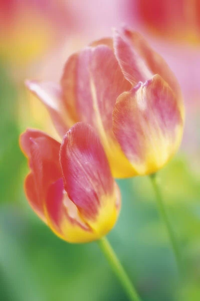 MAM_0726. Tulipa - variety not identified. Tulip. Mixed colours subject