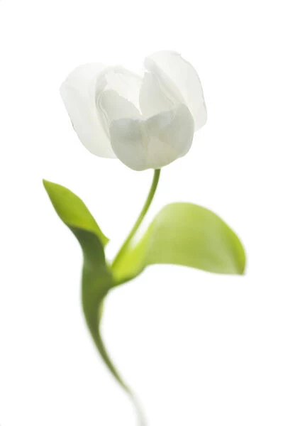 MH_0106. Tulipa - variety not identified. Tulip. White subject. White b / g