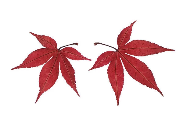 MH_0114. Acer palmatum. Japanese maple. Red subject. White b / g