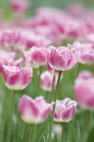 PT_0200. Tulipa - variety not identified. Tulip. Pink subject