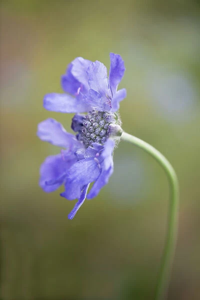 scabious, scabiosa columbaria butterfly blue