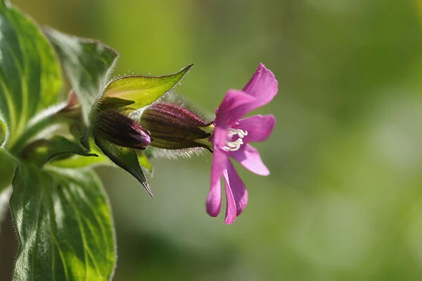 silene dioica, campion, red