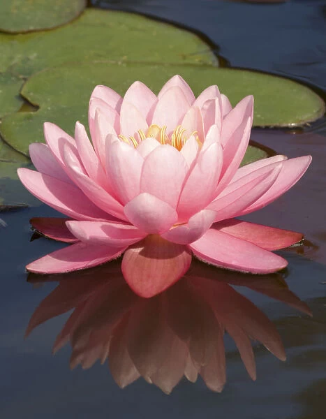 SUB_0157. Nymphaea Perrys Pink. Water lily. Pink subject. Green b / g