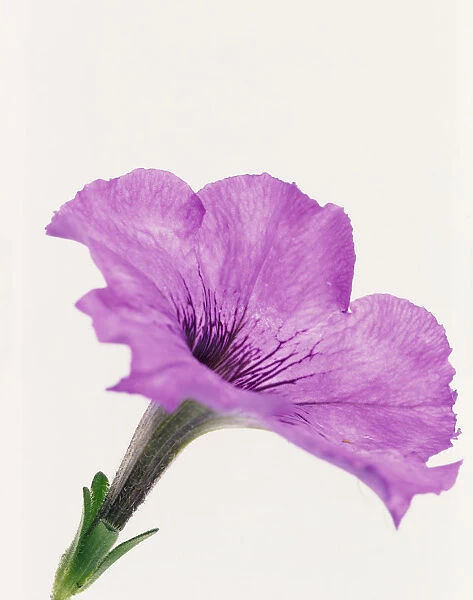 TIS_246. Petunia - variety not identified. Petunia. Purple subject. White b / g