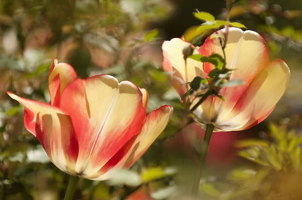 tulipa beauty of spring, tulip, orange subject
