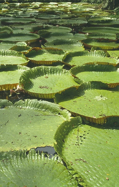 victoria cruziana, water lily, giant water lily