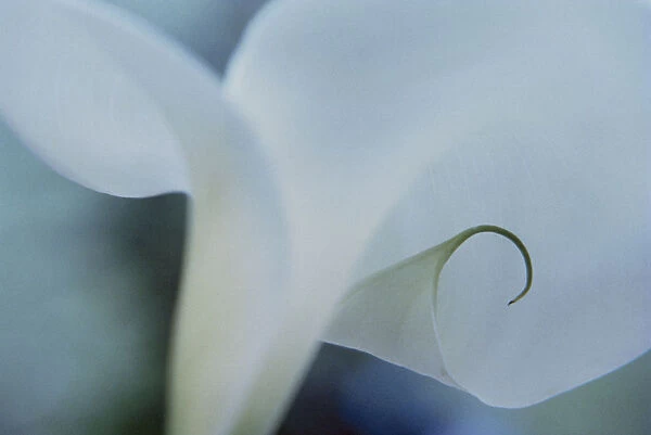 IR_03. Zantedeschia aethiopica. Lily - Arum lily  /  Calla lily. White subject. Green b / g