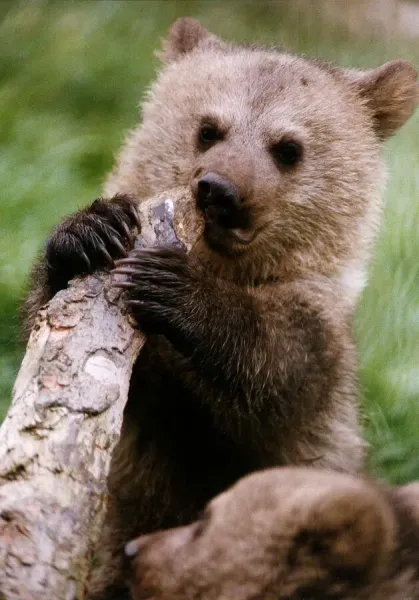 Animals Bears April 1993 Photos Framed Prints Puzzles Posters Canvas Fine Animals Bears April 1993 Photos Framed Prints Puzzles Posters Canvas Fine