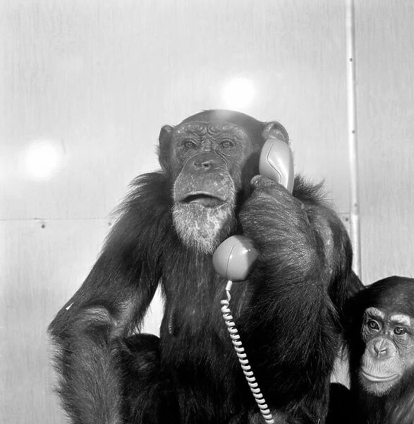Animals: Chimpanzees: Chimps with telephones. May 1986 86-2531-002