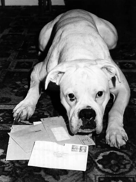 Animals-Dogs-Boxer: Solo waits for the letter box blues to strike again