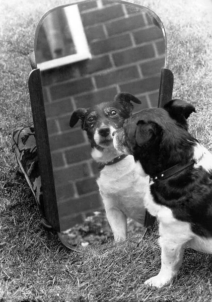 Animals Dogs. Misc: Scamp the terrier was a picture of happiness when he looked at