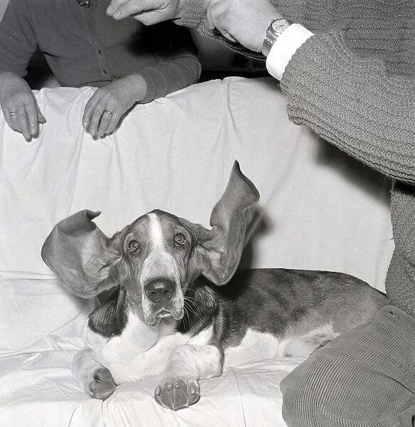 Bosun the Basset Hound seen here at the 1963 Crufts dog show February 1963