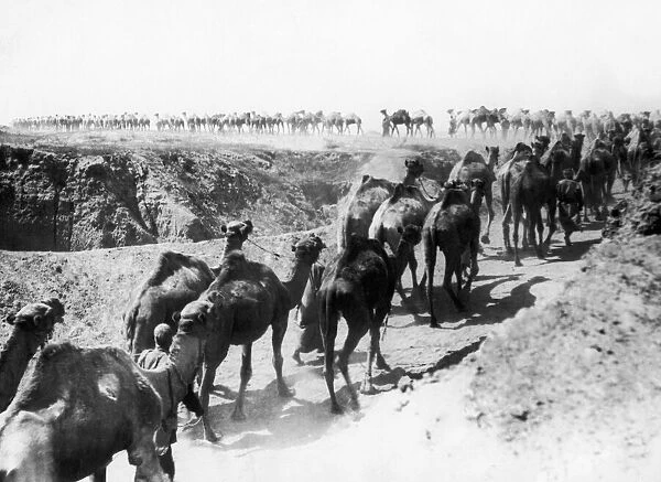 The camels of the Imperial Camel Corps part of the Egyptian Expeditionary Force (EEF