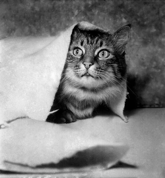 Cat. December 1952 C4185-001