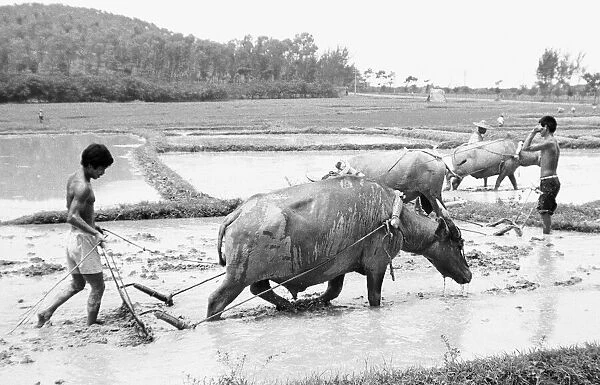Chinese farmers working in the paddy fields outside Beijing 24th June 1979