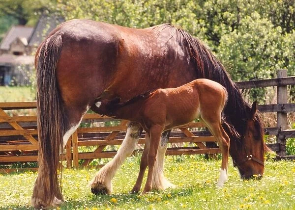 A Clydesdale horse with an Arabian foal she is fostering