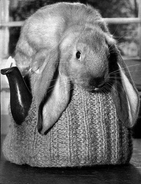 A cosy place to keep warm: a baby rabbit on top of a tea pot
