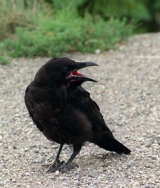 Crow bird July 1999
