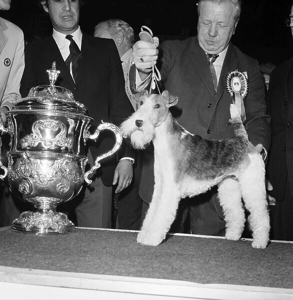 Crufts. Dog winner. February 1975 75-00769-008