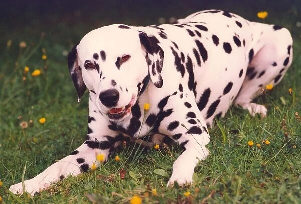 A Dalmation taking a rest