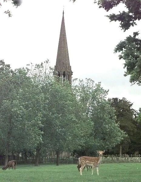 Deer at Charlecote Park, Warwickshire, below the spire of St Leaonards Church