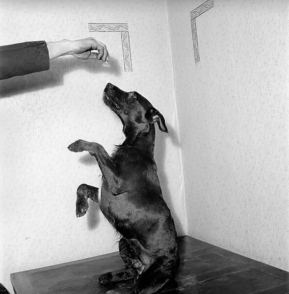 Dog begging for treat. 1954 A1a
